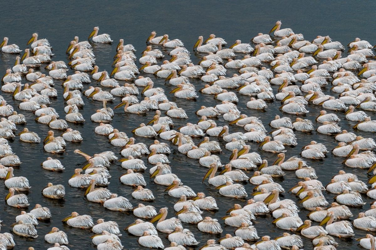 Ak pelikanlar Çavuşçu Gölü’nde mola verdi