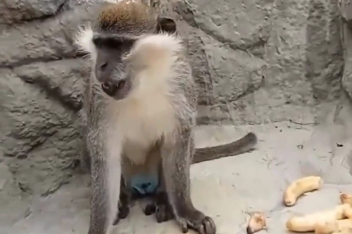 Denizli'de barınağın fırtınada hasar görmesiyle firar eden maymun, ikinci kez yakalanıp koruma altına alındı