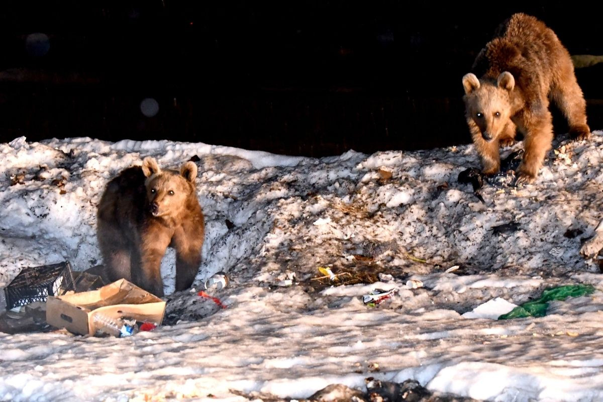 Kars'ta bozayılar kış uykusundan uyanmaya başladı