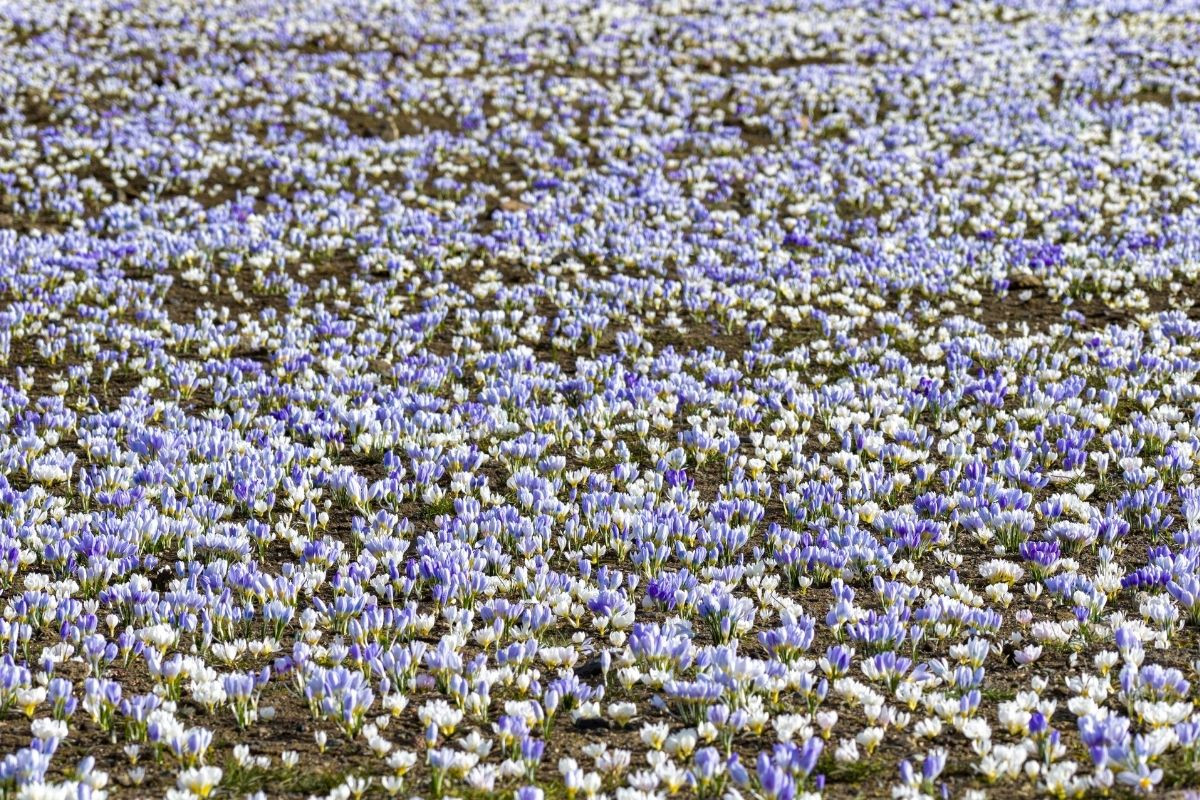 Baharın müjdecisi kar çiçekleri açtı