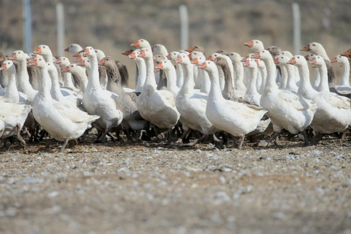 Kars'ta kaz varlığının artırılması için 1500 yumurta kuluçkaya alındı