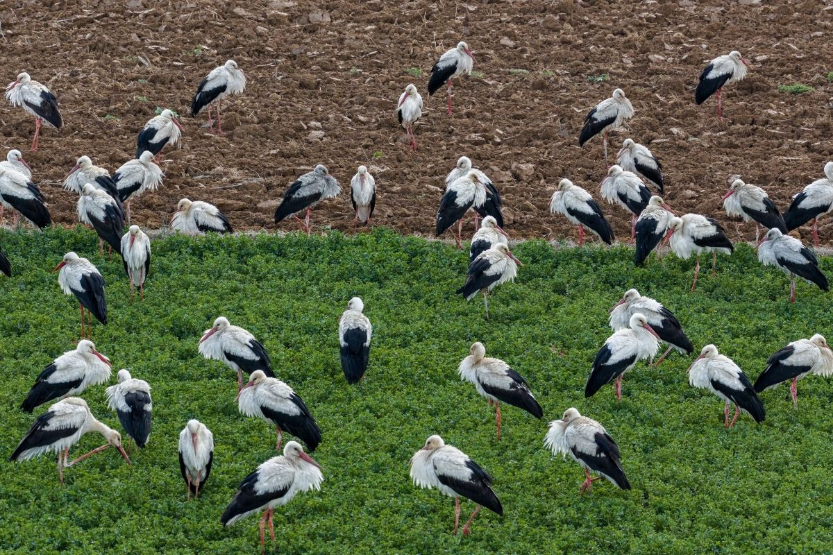 Leyleklerin bahar göçündeki molası güzel görüntüler oluşturdu