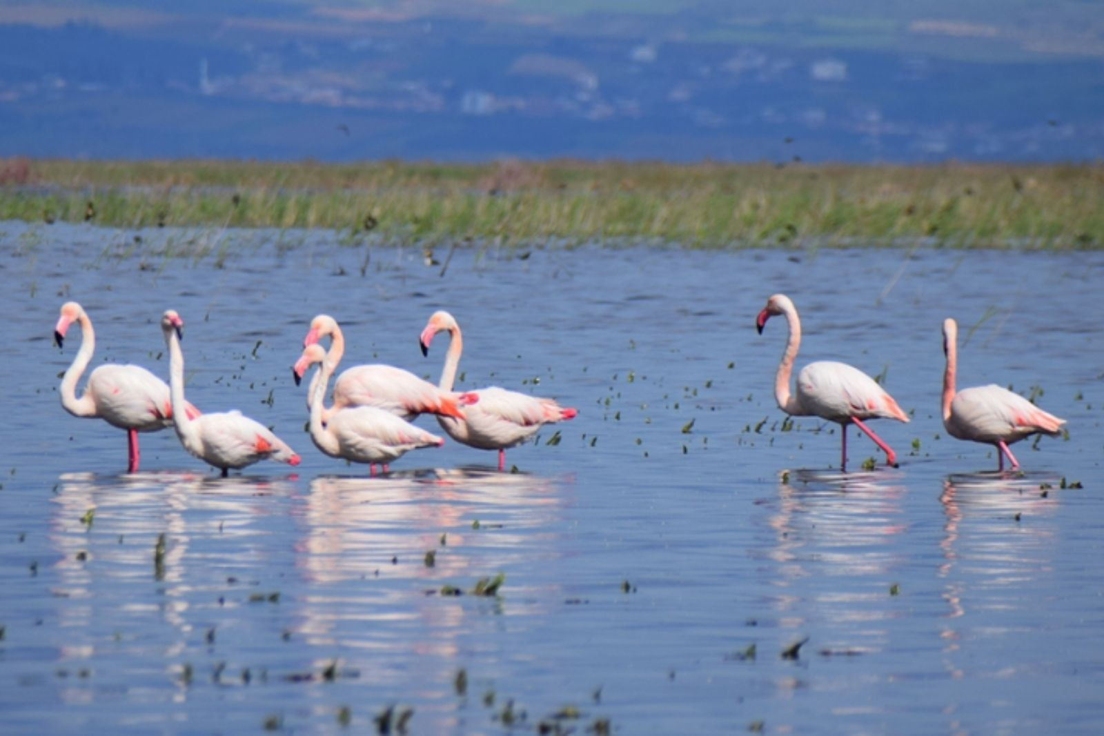 Marmara Gölü yeniden göçmen kuşlara yuva oldu