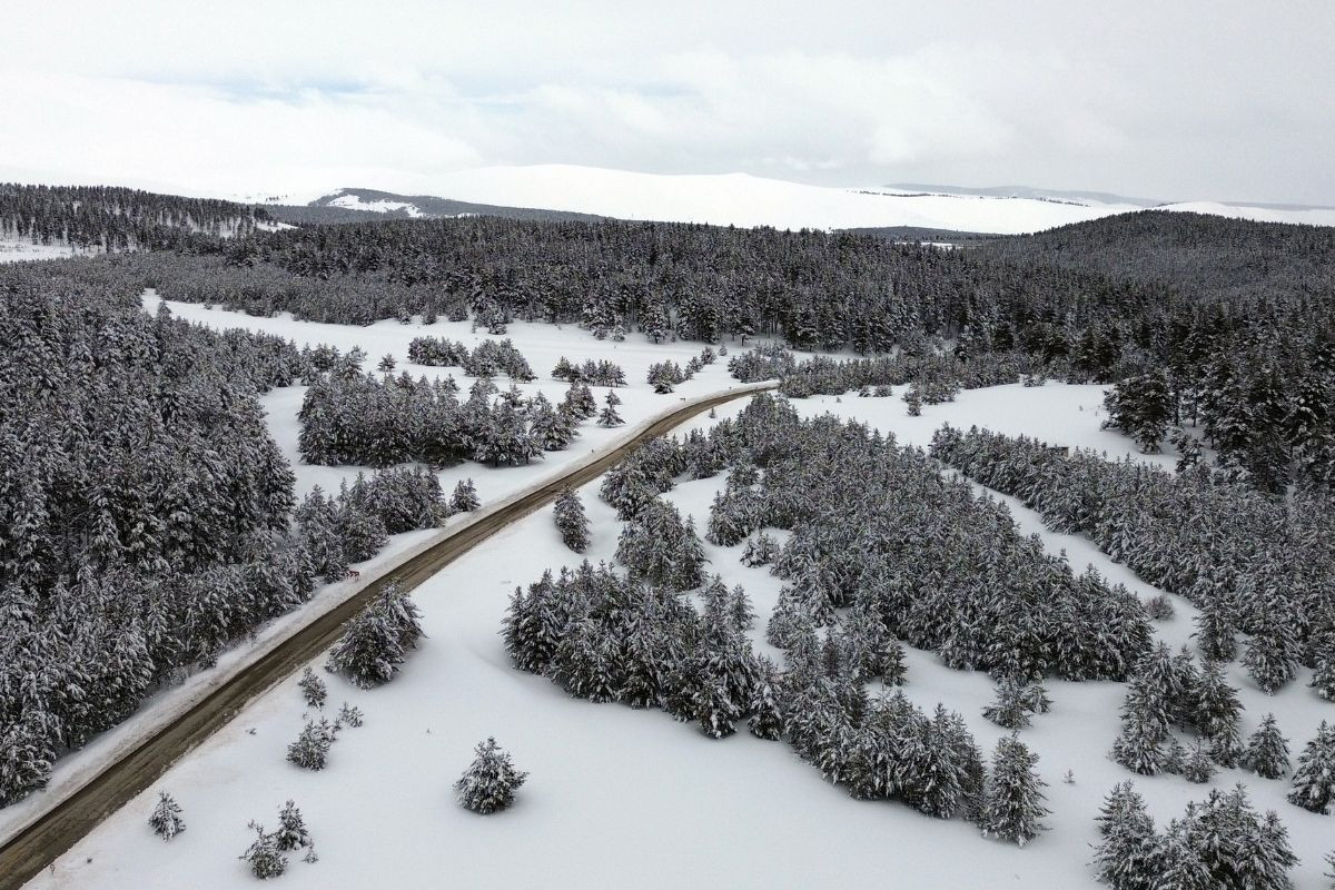 Sarıçam ormanlarının eşsiz manzarası görüntülendi