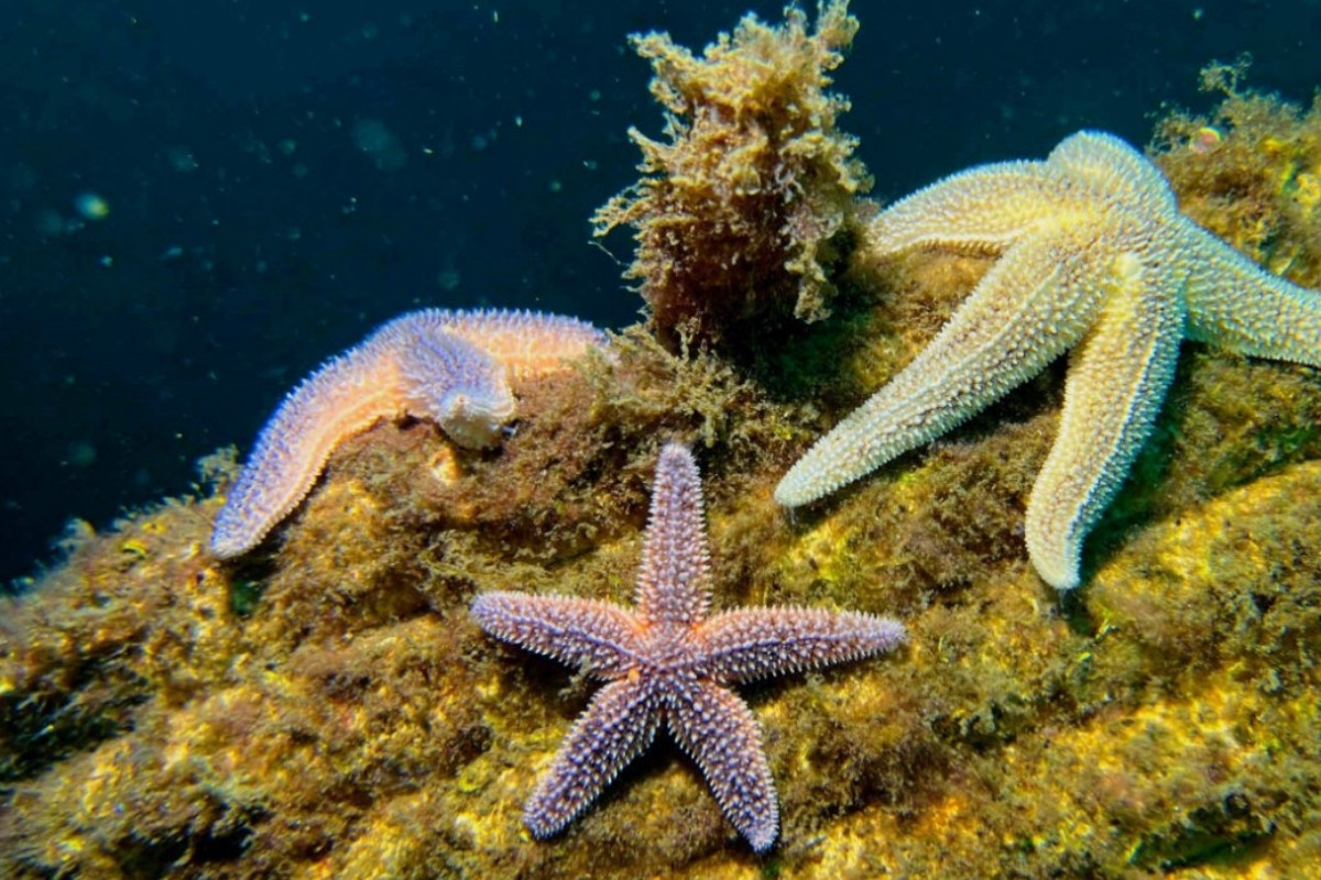 Antalya'da yapay resifler 25 Haziran'da denizle buluşacak