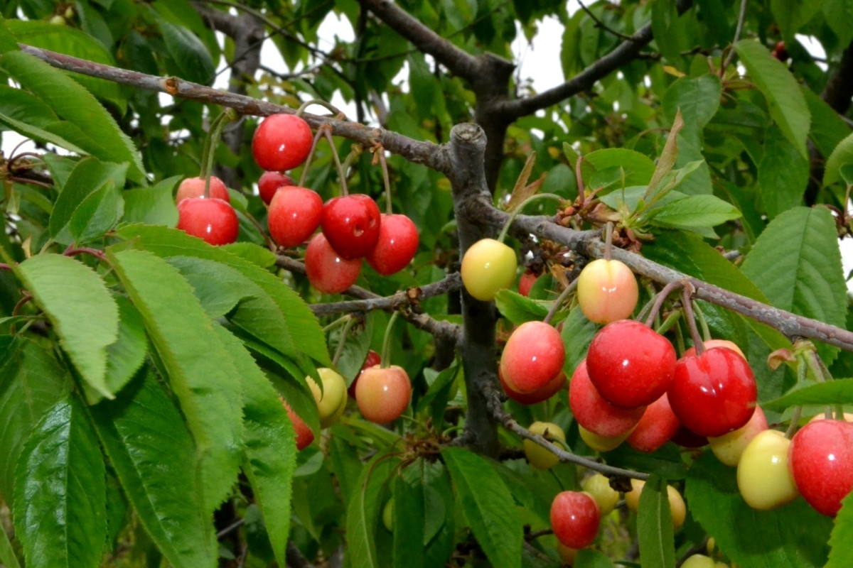Manisa’da erkenci kiraz sezonu başladı, ilk hasatta kilogram fiyatı 6 bin TL’ye ulaştı