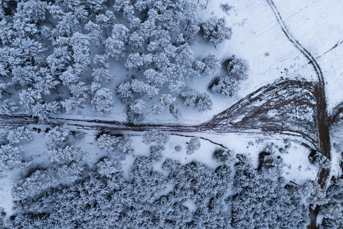 Bazı ormanlar Nisan ayında beyaza büründü