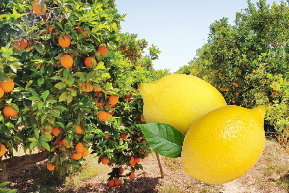 Türkiye yılın ilk çeyreğinde en fazla mandalinayı Irak'a, limonu Rusya'ya sattı