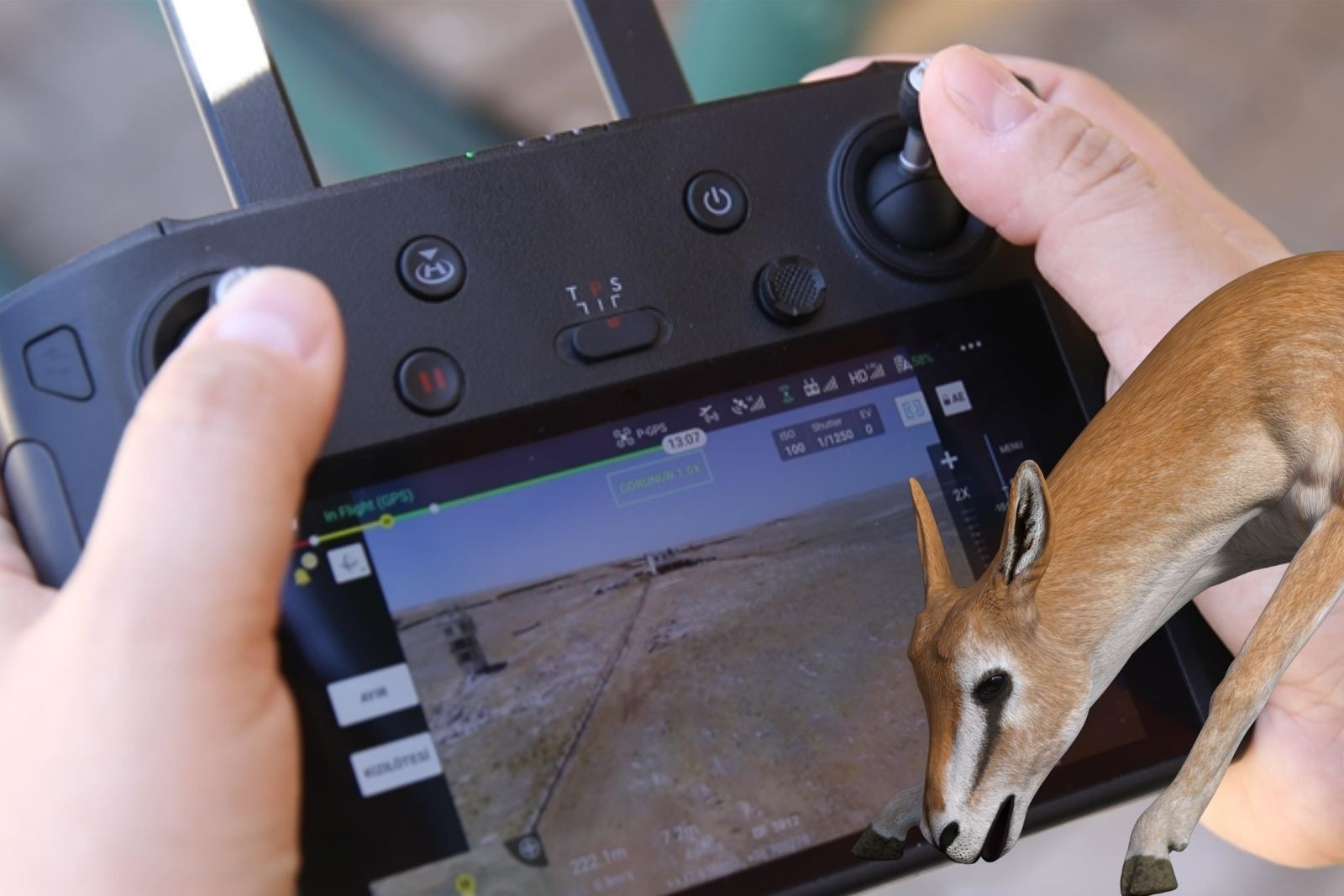 Urfa ceylanlarının envanteri yapay zeka desteğiyle çıkarılıyor