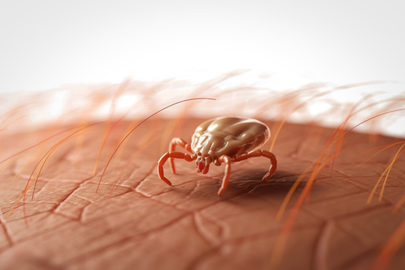 Kene yapıştı Kırım Kongo Kanamalı Ateşi nedeniyle öldü