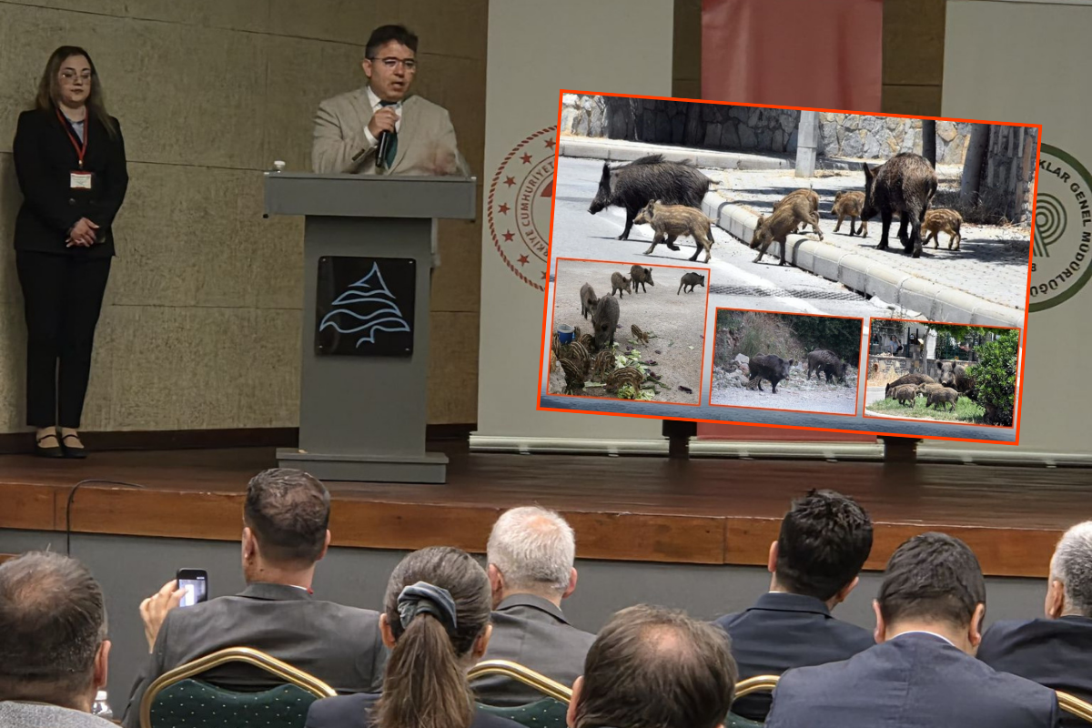 Son yıllarda şehir merkezine inen yaban domuzlarının yarattığı riskler, Marmaris'teki çalıştayda ele alındı