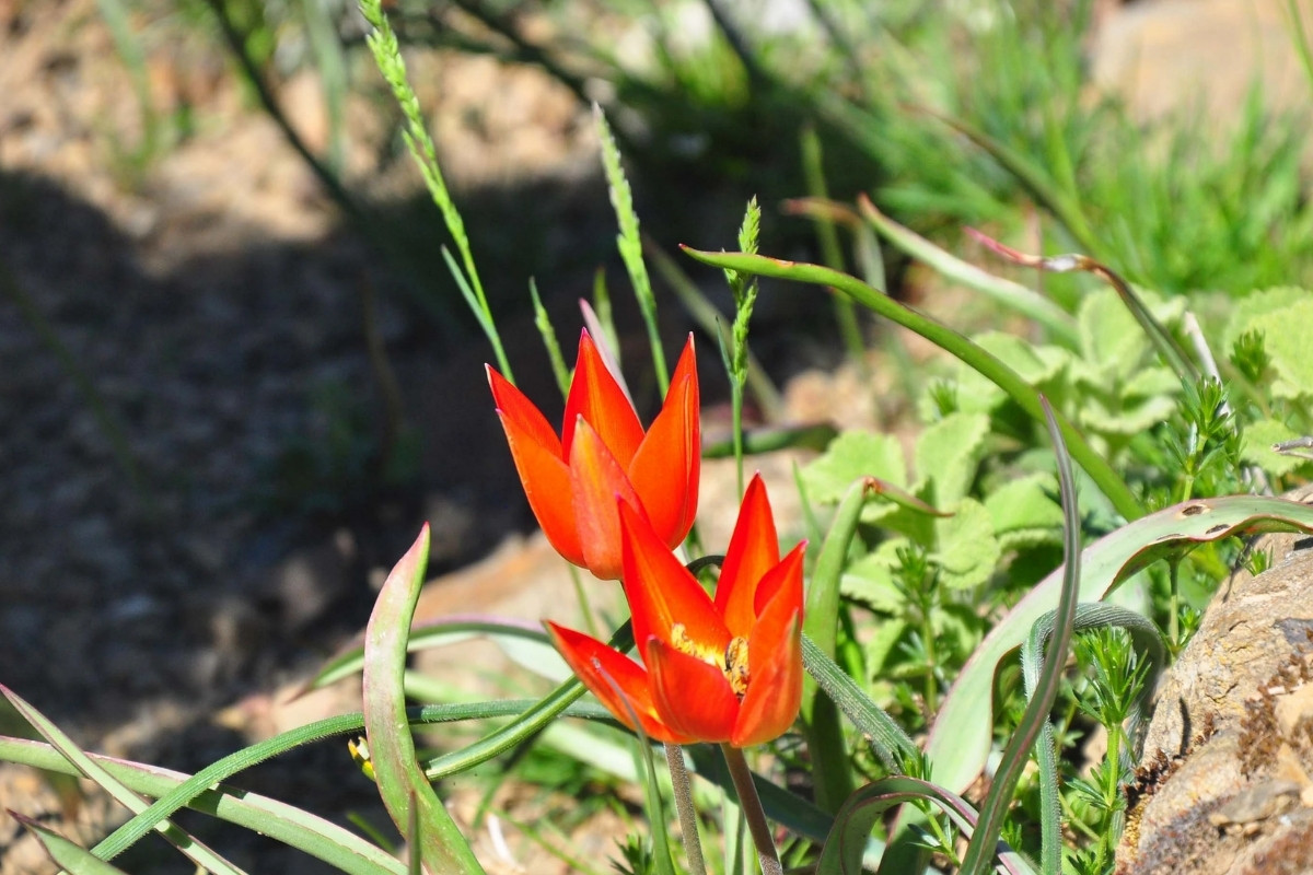 Spil Dağı Milli Parkı’nda endemik Manisa laleleri yeniden açtı doğaseverler bölgeye akın etti