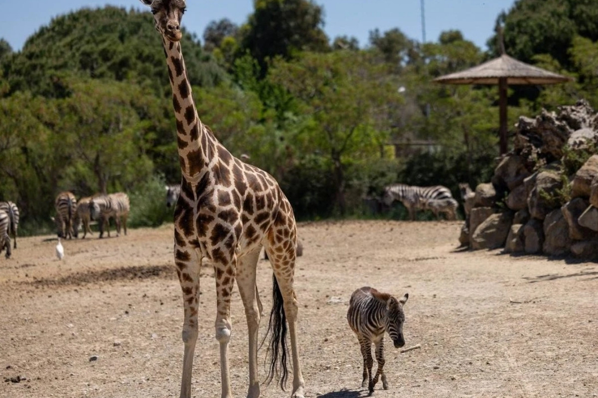 Annesini kaybeden yavru zebra Gözde zürafaların koruması altında yeni bir aile buldu