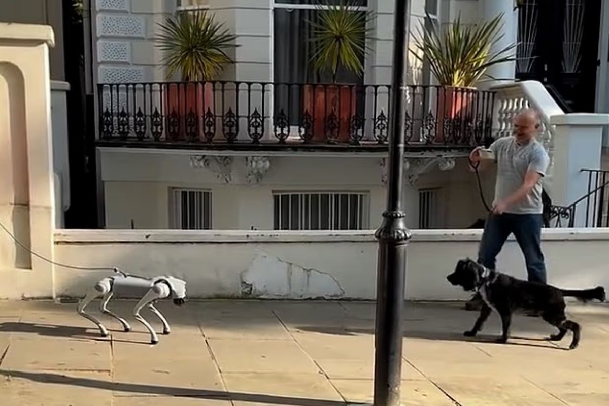 Robot köpekle gerçek köpeğin karşılaştığı an sosyal medyada gündem oldu