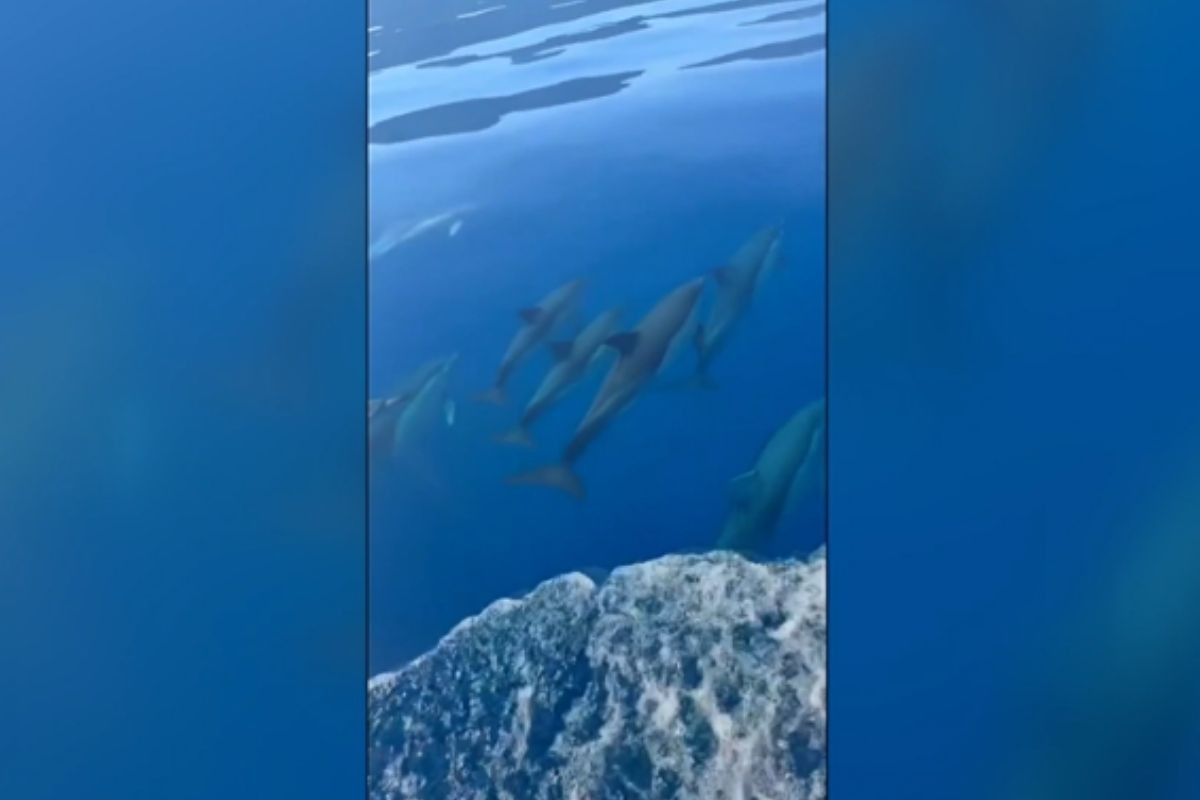 Yunusların jet skiye eşlik eden dansları görüntülendi