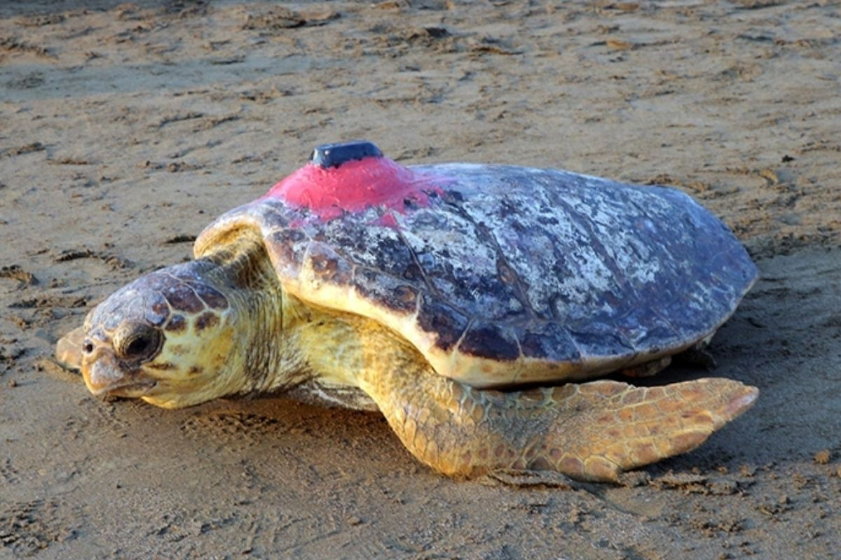Adriyatik’e kadar izlenen caretta caretta Tuba, Bodrum'u çok sevdi