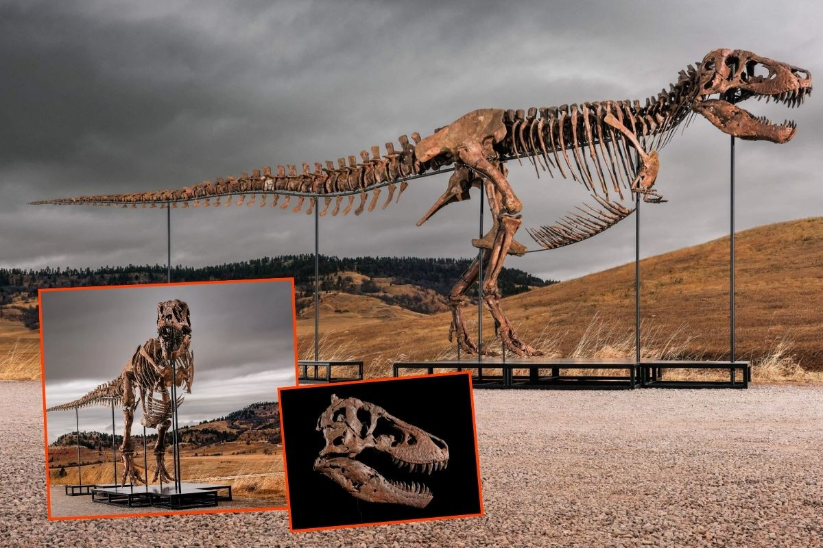 67 milyon yaşındaki Tyrannosaurus Rex fosili, Sotheby's'de açık artırmaya çıkıyor