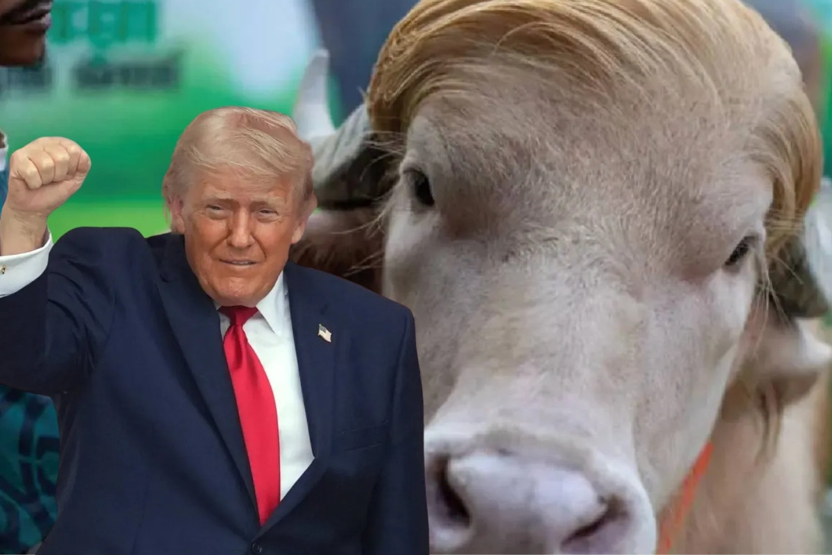 Donald Trump’a benzetilen albino manda sosyal medyada fenomen oldu, kesilmekten son anda kurtarıldı