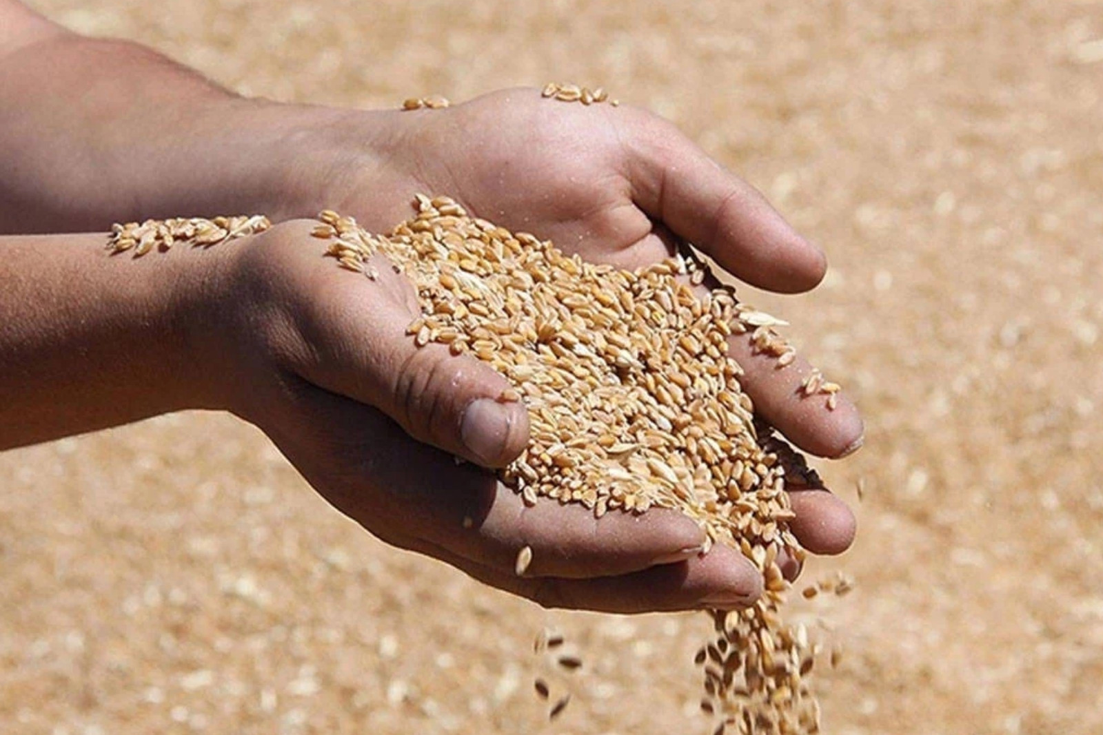 Toprak Mahsulleri Ofisi 2026 yılı hububat alım ve satış fiyatlarını açıkladı