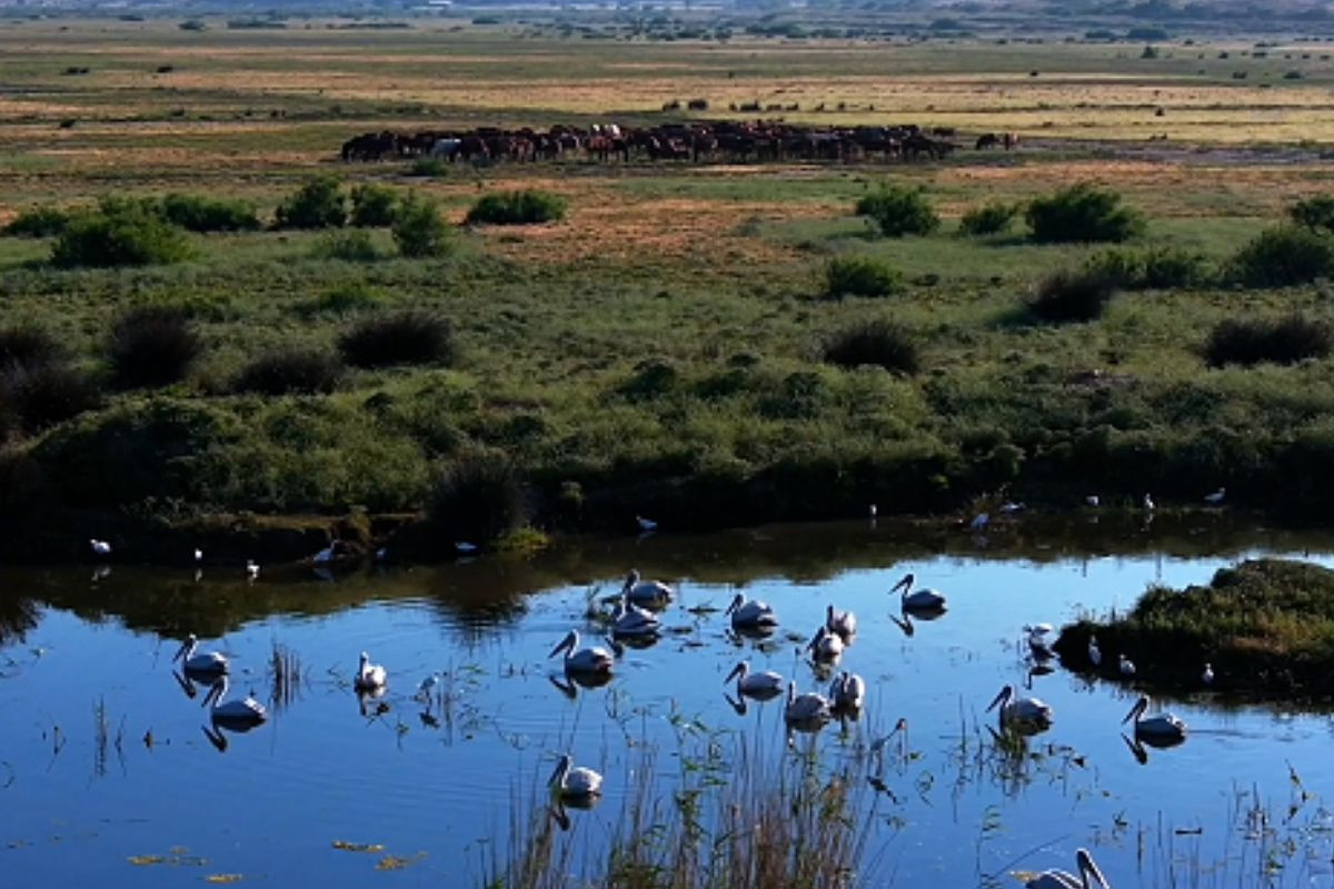 Yağışlar Gediz Deltası'nı hareketlendirdi