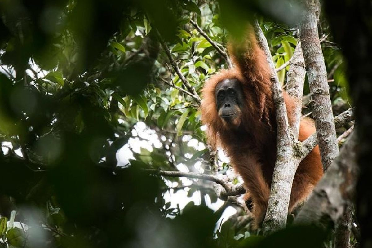 Şiddetli yağışlar Tapanuli orangutanlarının yüzde 7'sini yok etti