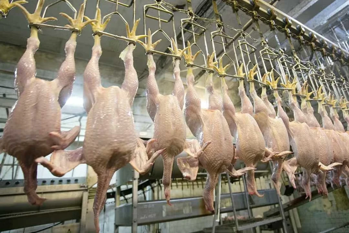 Beyaz etin patronlarına şafak baskını; 13 şirkete denetim kayyımı atandı