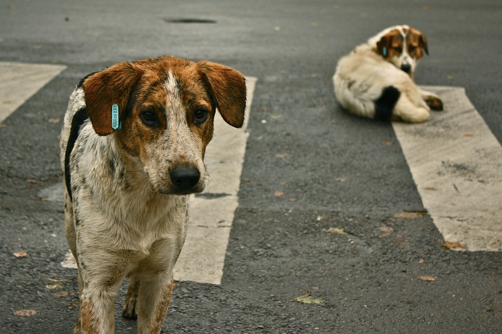İçişleri Bakanı Mustafa Çiftçi duyurdu, yılbaşına kadar bütün sokak köpekleri barınaklara alınacak