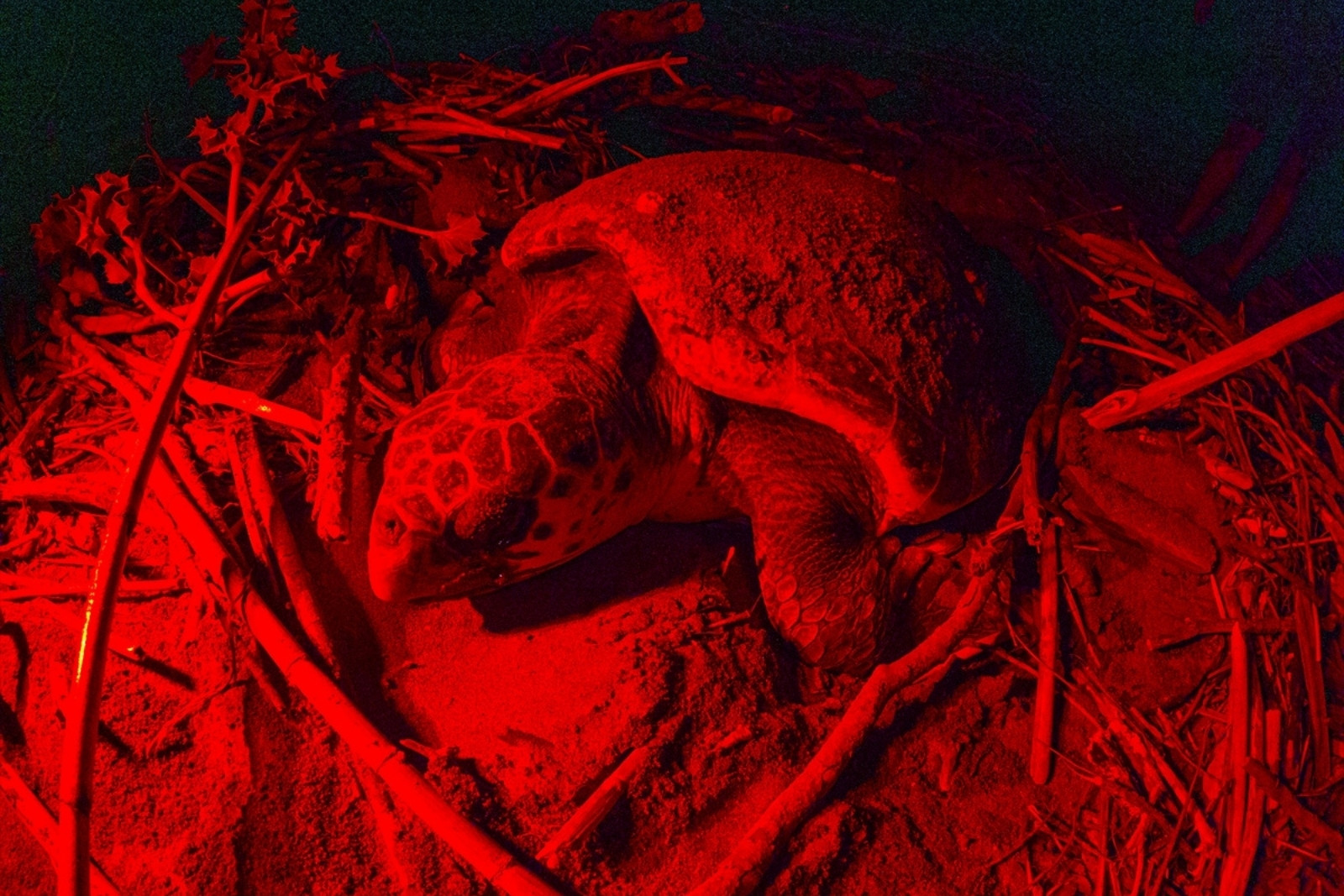 Belek Sahil'de caretta carettanın yumurtlama anı görüntülendi