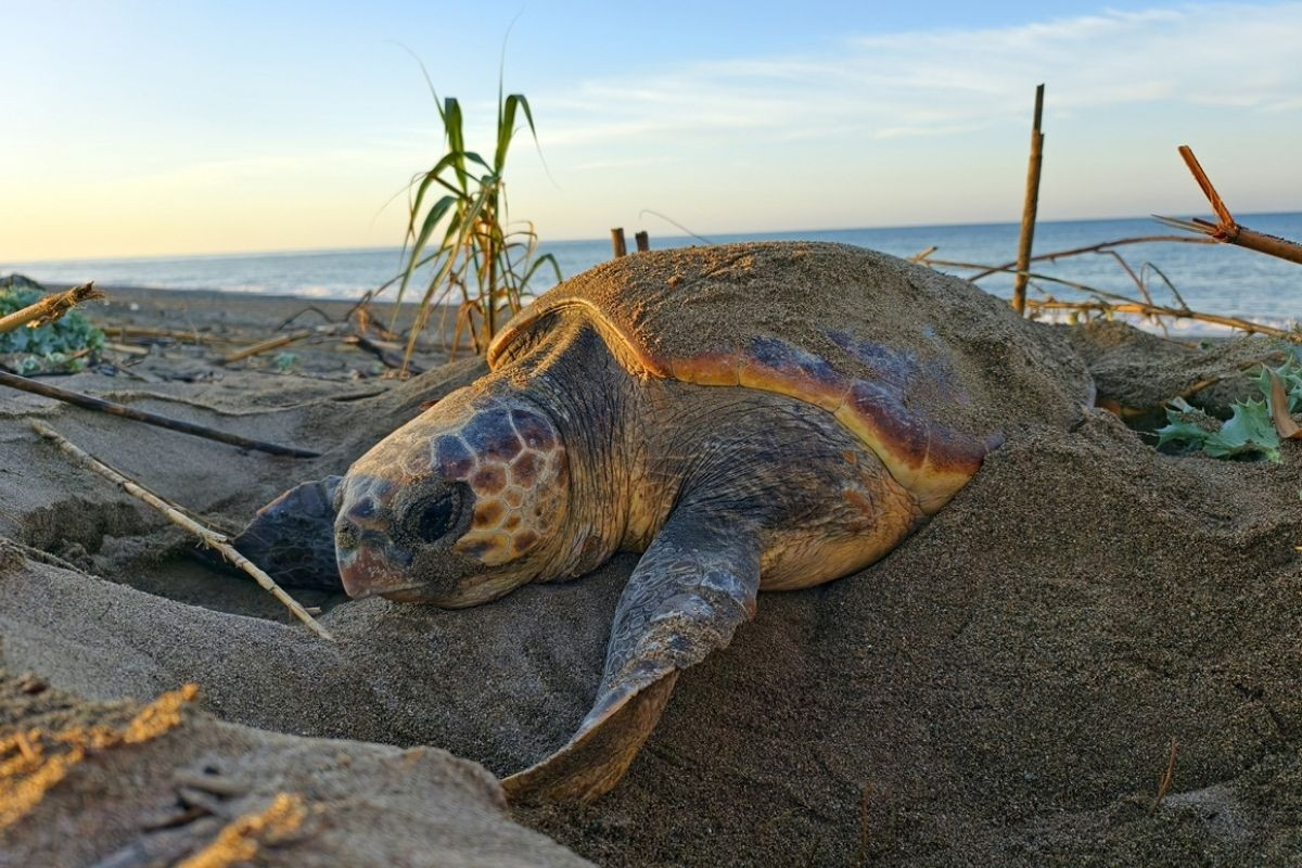 Belek Sahili'nde caretta carettanın yumurtlama anı görüntülendi