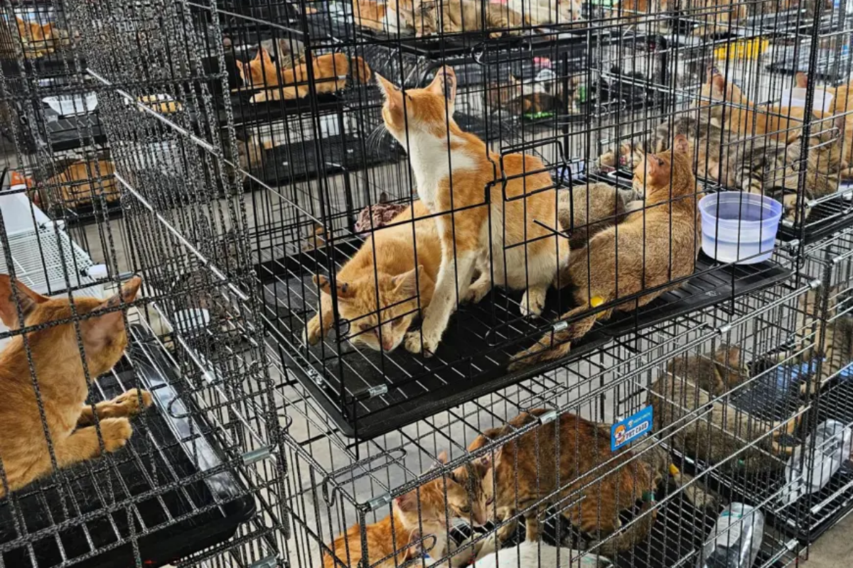 Vietnam'da yenmek için kesime gönderilecek 400'den fazla kedi kurtarıldı