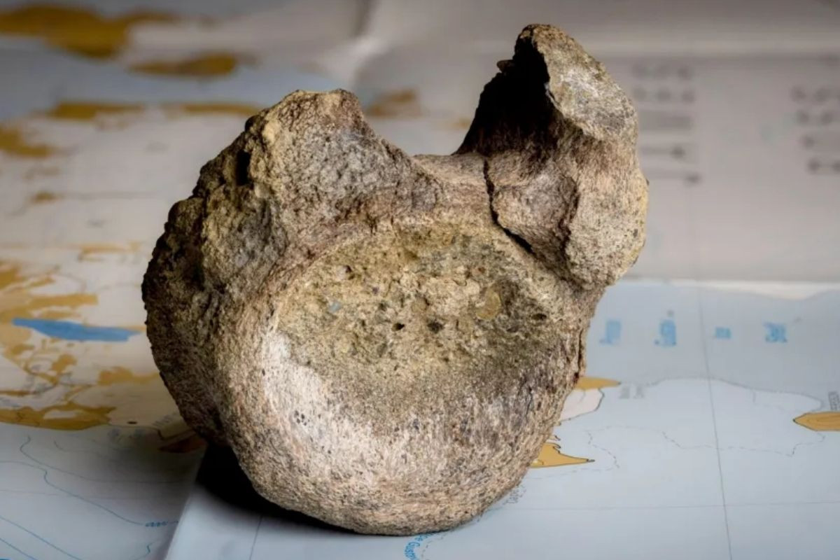 Müzenin çekmecesinde unutulan fosil Antarktika'nın ilk dinozoru çıktı