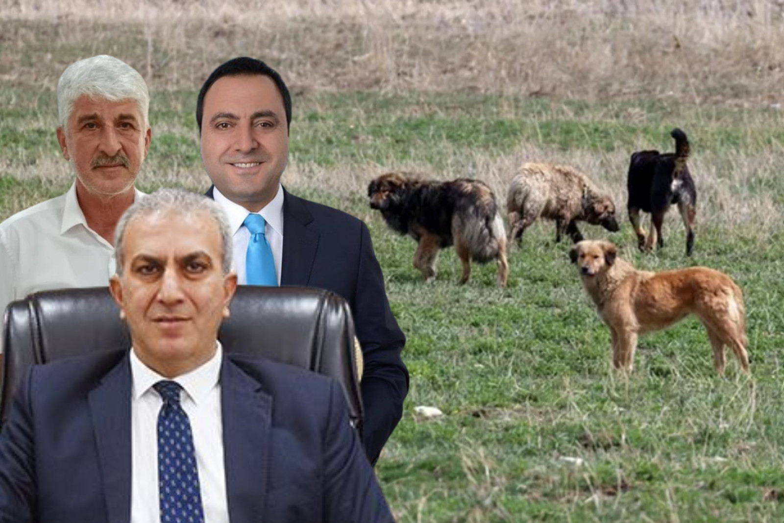 Sokak köpekleri saldırıları sonrası Bakanlıktan yeni hamle, Narman ve Köyceğiz Belediye Başkanlarına soruşturma izni