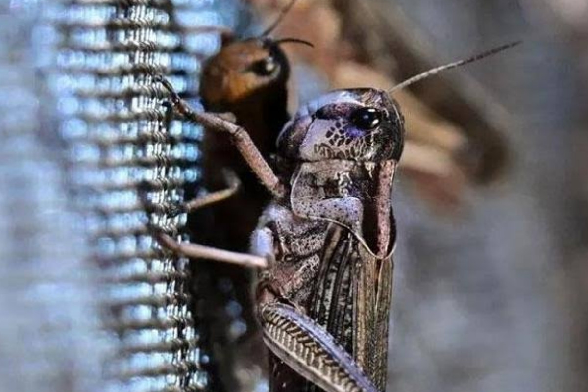 Tarım ve Orman Bakanlığından çekirge istilası iddialarına ilişkin açıklama