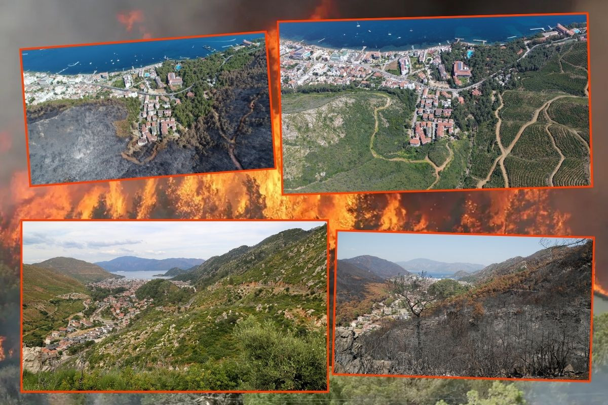 Muğla'daki büyük yangınların üzerinden 5 yıl geçti, yanan ormanlar yeniden yeşerdi