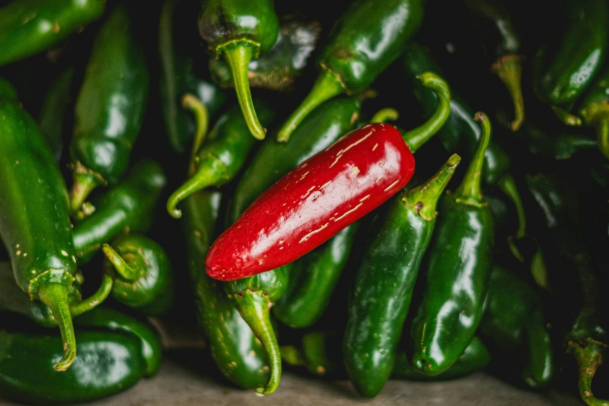 Jalapeno biber kaynaklı salmonella salgını ABD'yi sarstı