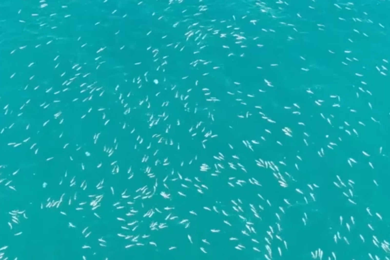 Karadeniz'deki kefal sürüsü dronla görüntülendi
