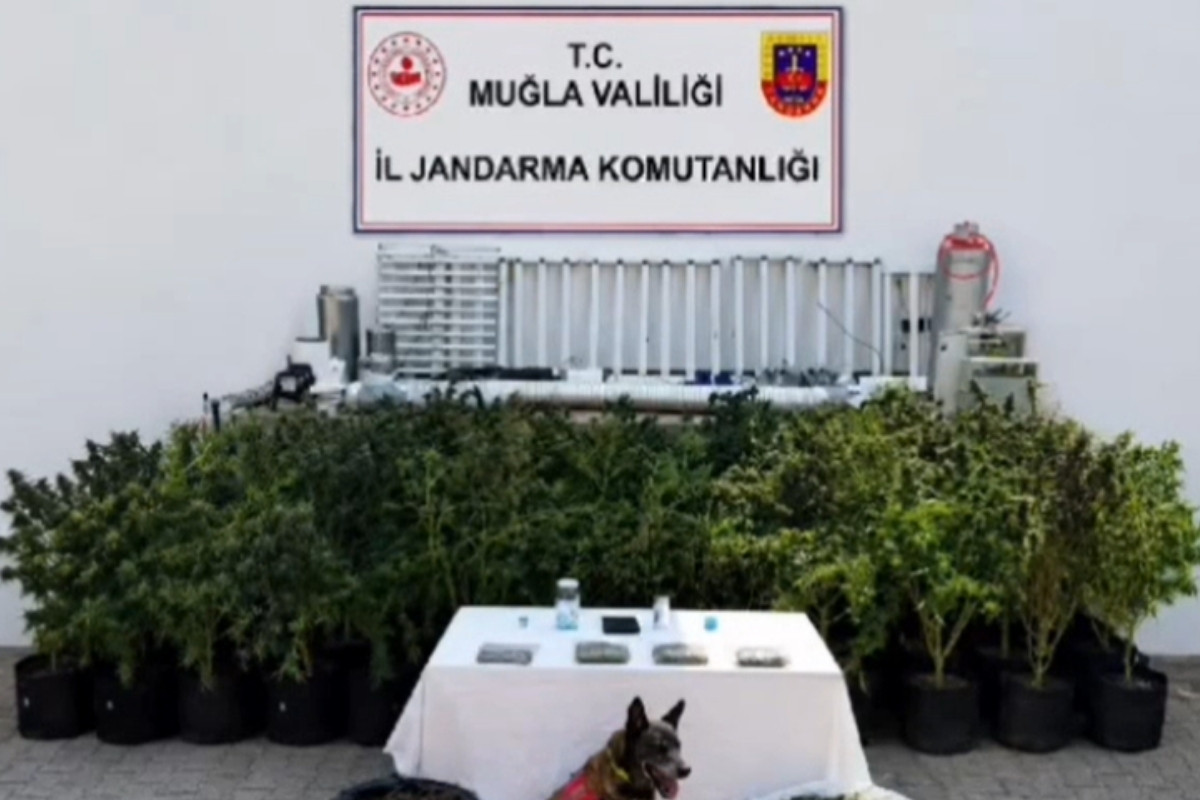 Bodrum'da evini esrar ve uyuşturucu üretim merkezine dönüştüren bir şüpheli yakalandı