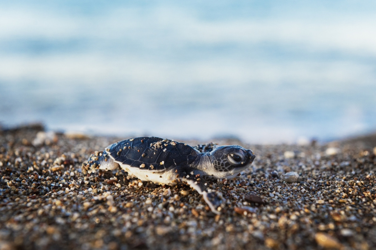 Caretta caretta yavruları denizle buluşuyor