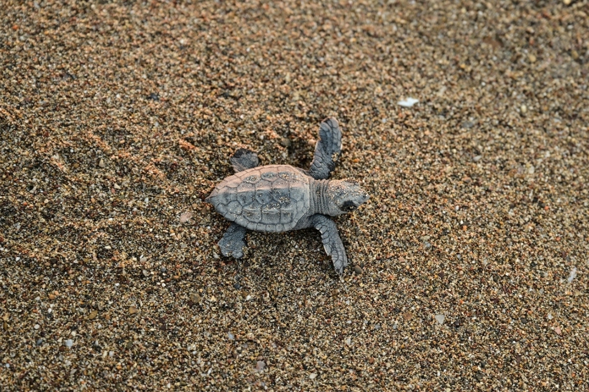 Caretta caretta yavruları denizle buluşmaya devam ediyor