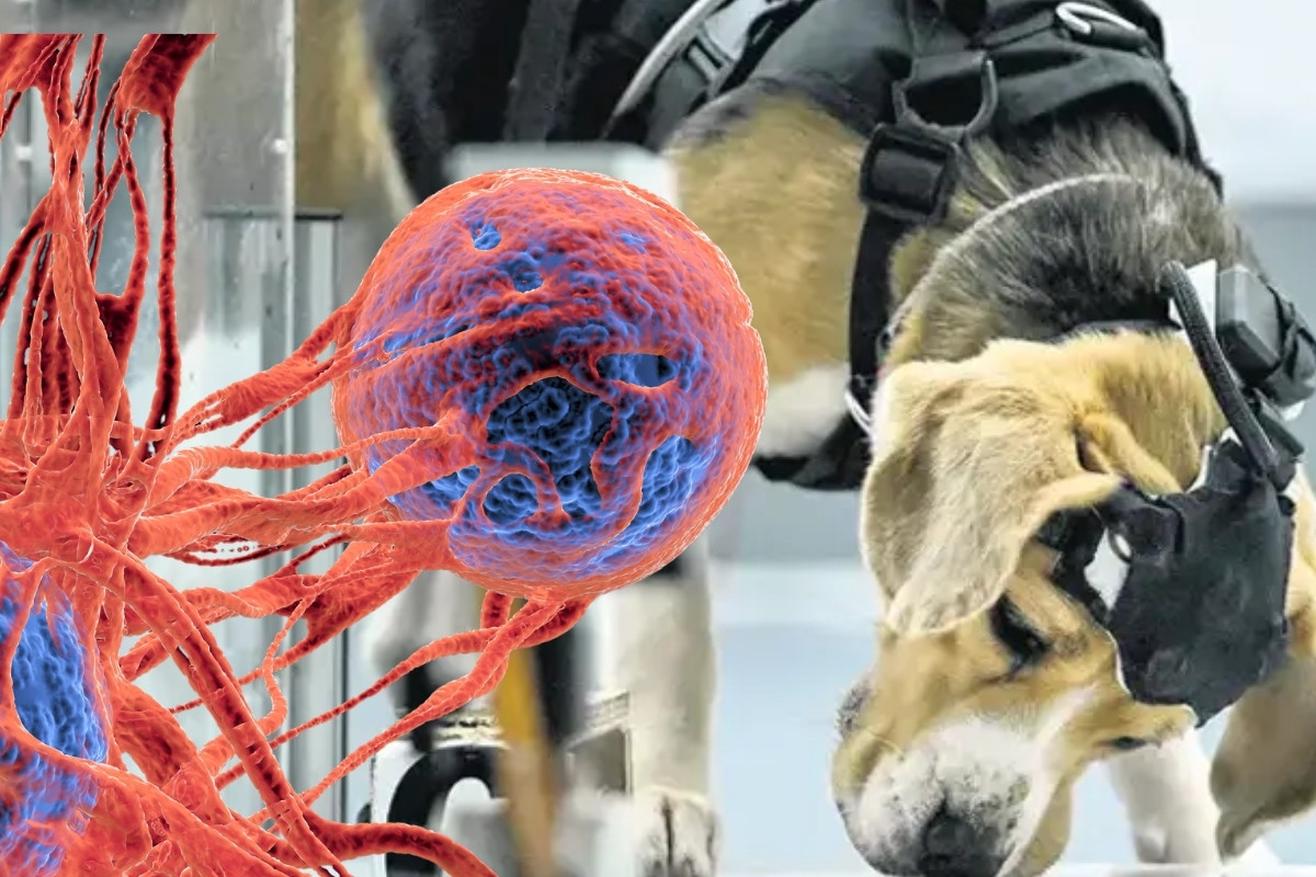 Kanser teşhisinde sıra dışı yöntem, köpekler insan nefesindeki hastalık kokusunu arıyor