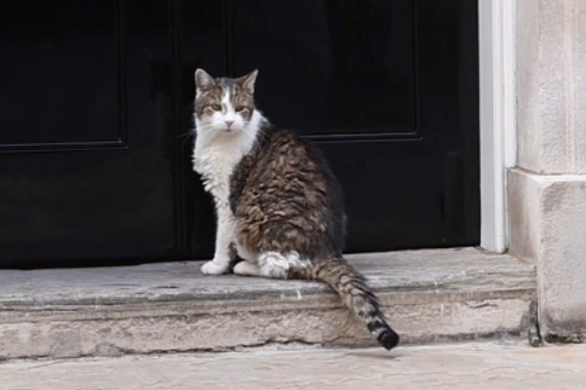 Downing Street’in maskotu Larry görüntülendi