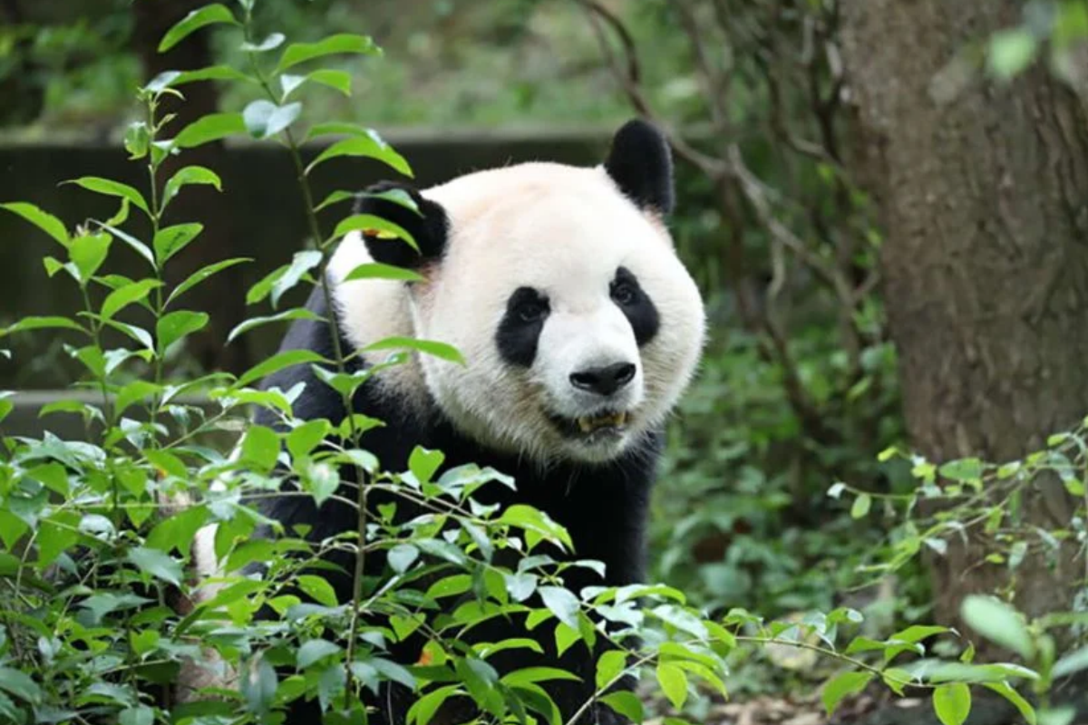 Şi'nin ziyaretinin ardından ABD'ye gönderilmesine karar verilen 2 panda yola çıktı