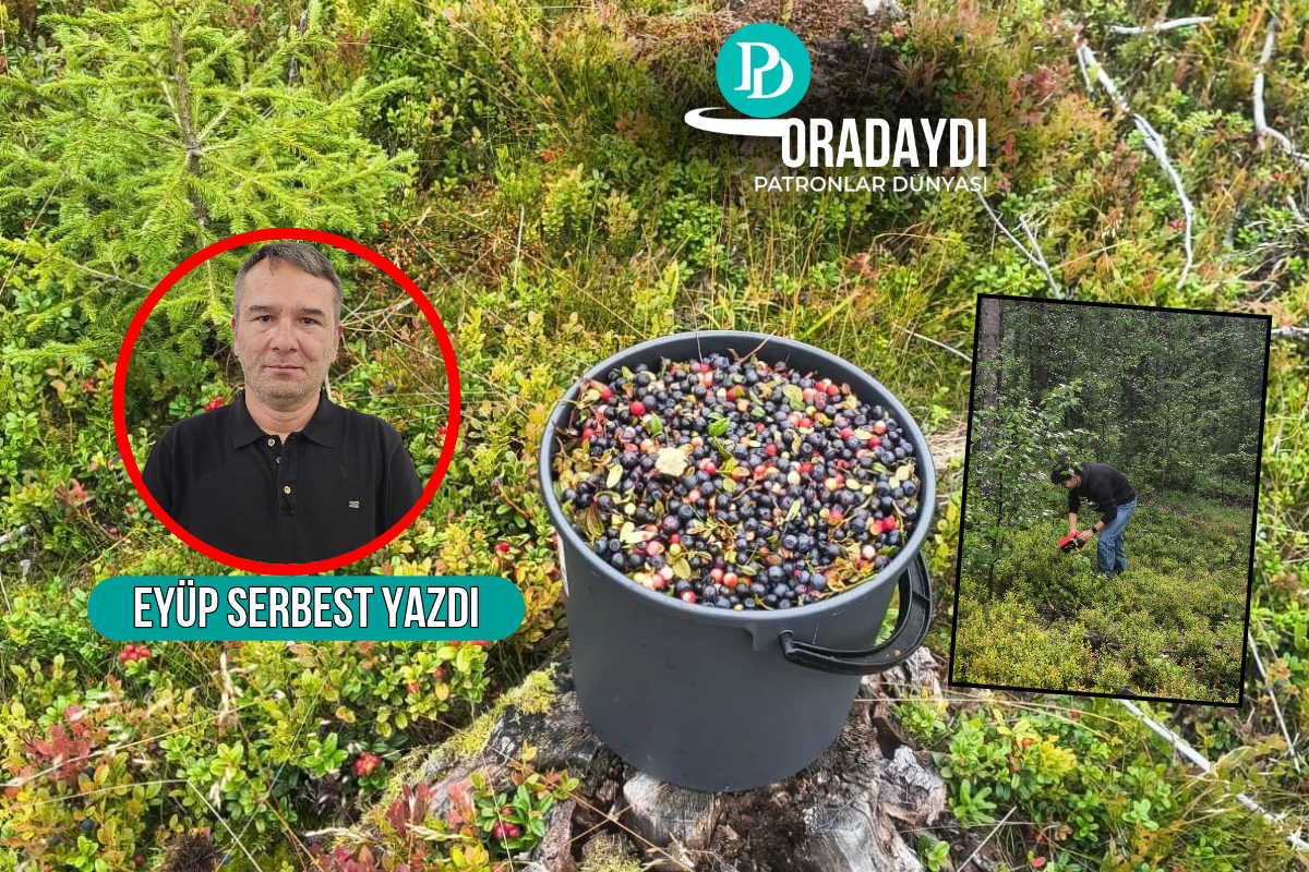 Finlandiya ormanlarında mavi altın kovaladık, Uzak Doğu’ya uzanan bir ekonominin şifrelerini çözdük