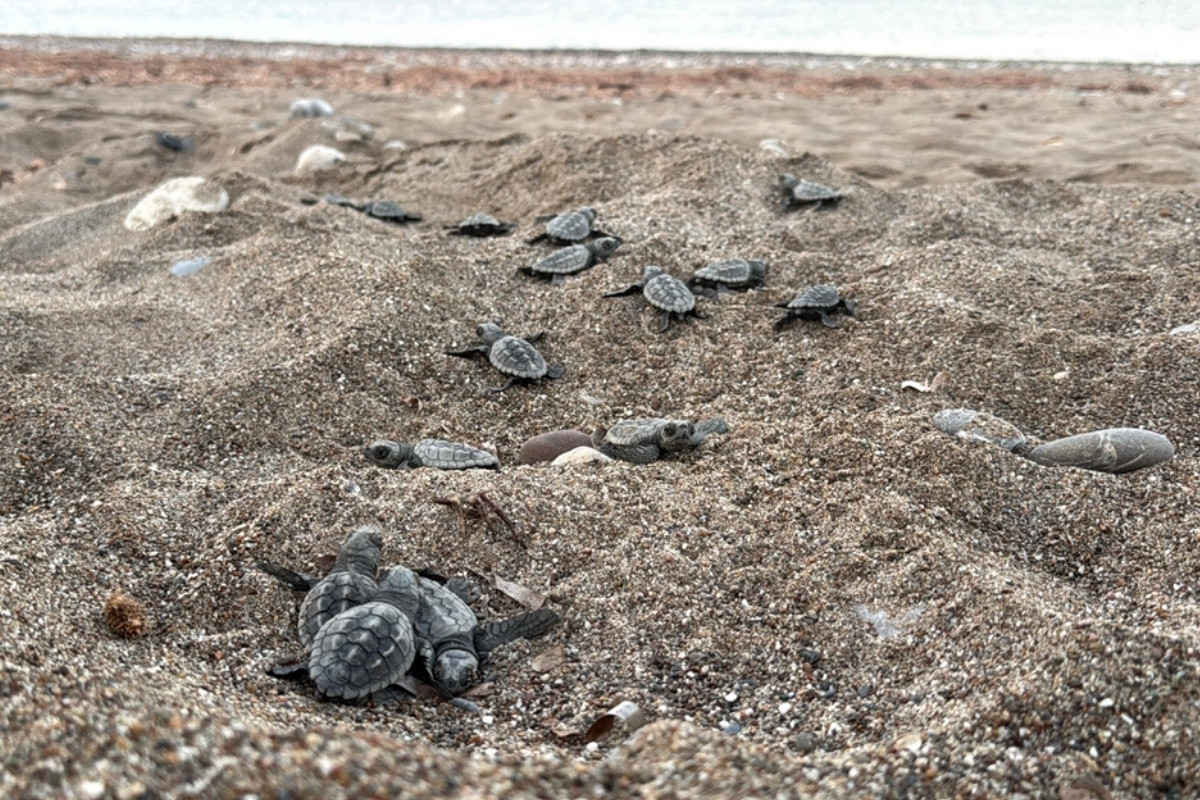 Antalya’da 200 bin caretta caretta yavrusu denize ulaştı
