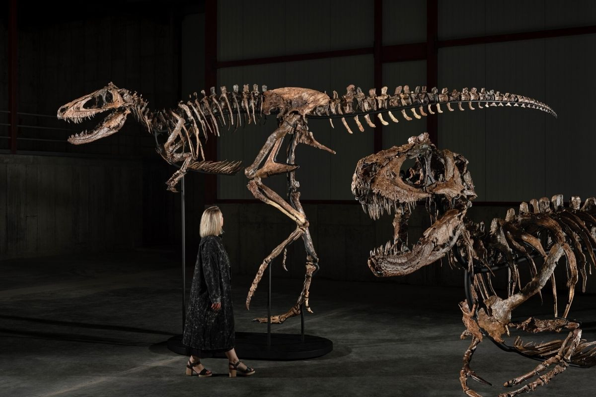 Milyarderlerin yeni gözdesi fosiller oldu, 67 milyon yıllık dinozor Jodi 47.3 milyon dolara satıldı