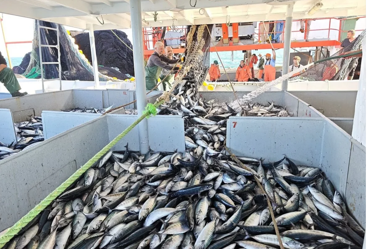 Karadeniz'de palamut bolluğu yüz güldürmeye devam ediyor