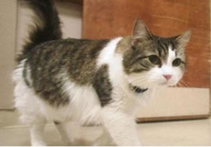 25 hastanın ölümünü bilen kedi