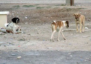 Başıboş köpekleri Çinliler yiyor!