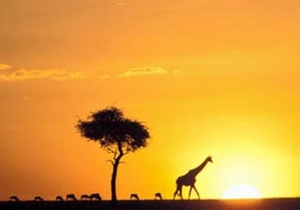 Bayramda Kenya’da safari