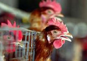 Türkiye, kuş vebası nedeniyle 3 ülkeye ithalat yasağı koydu
